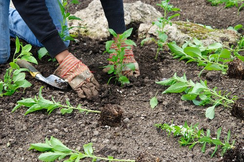 Cowley garden upkeep with planted borders and clean pathways