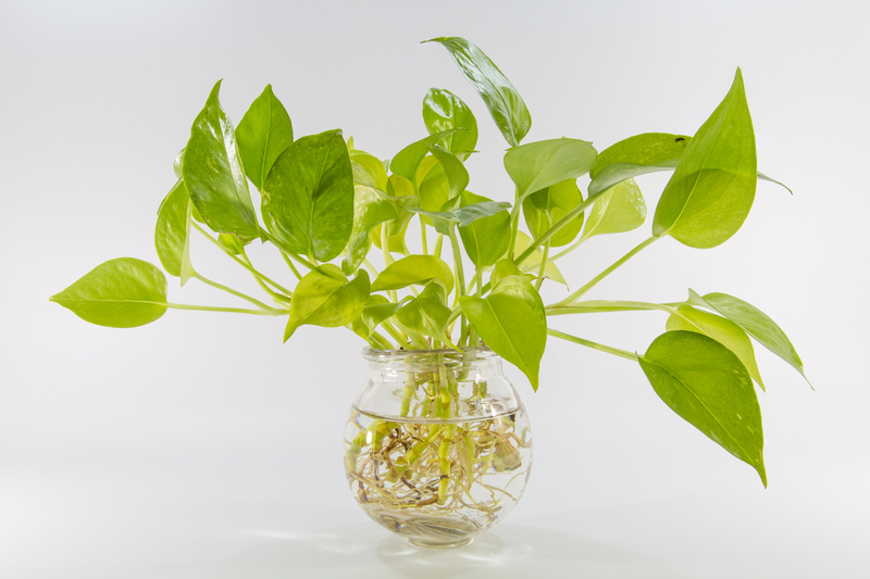 Garden plants
